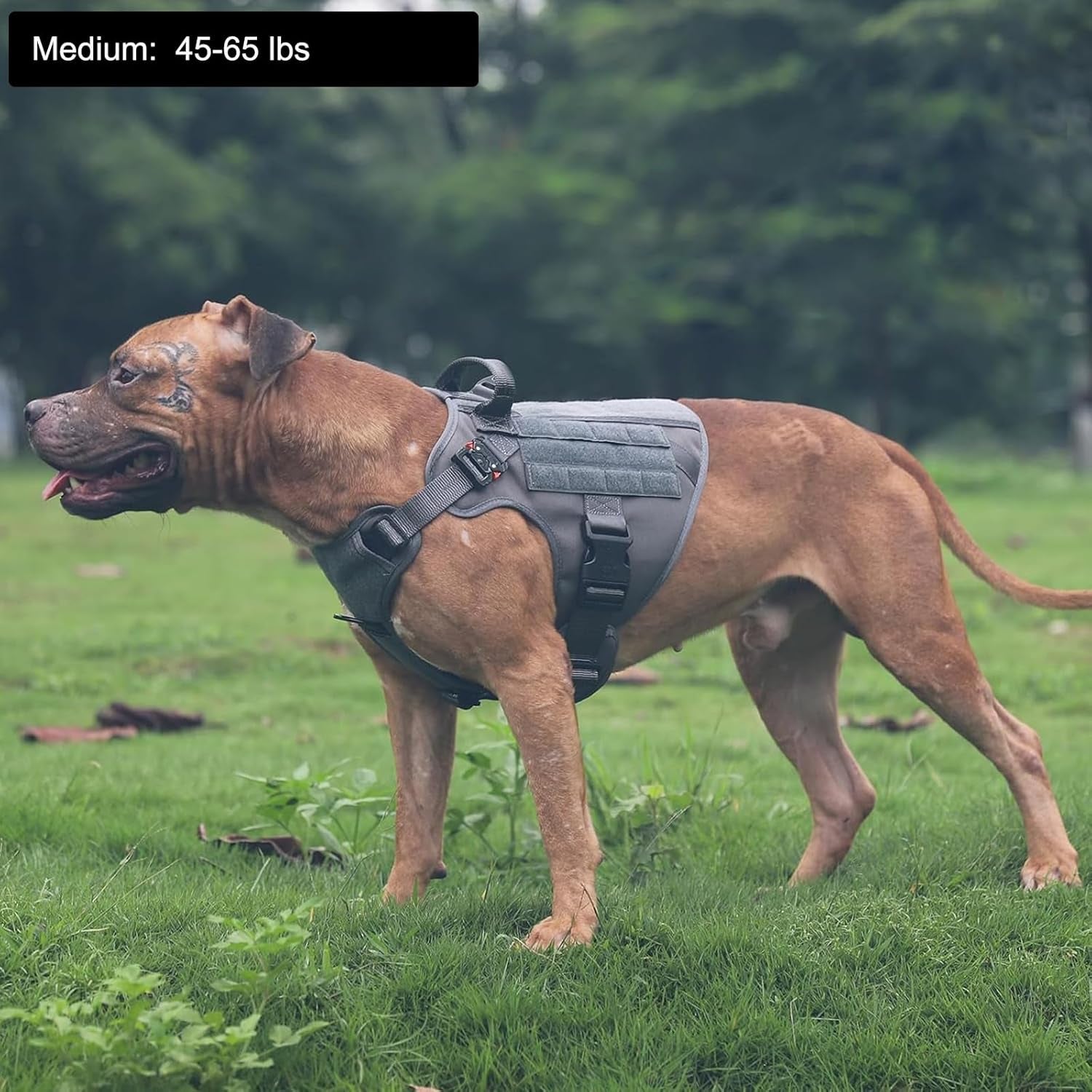 Tactical Dog Harness, Medium Size,2X Metal Buckle,Working Dog MOLLE Vest with Handle,No Pulling Front Leash Clip,Hook and Loop Panel (Grey,M (Pack of 1))